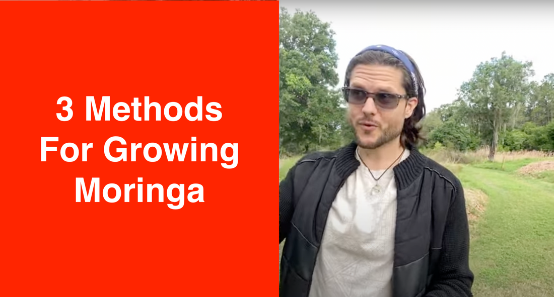 Three Methods for Growing Moringa | Orchard, Hedge, Intensive