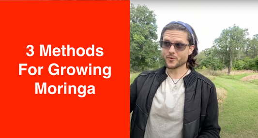 Three Methods for Growing Moringa | Orchard, Hedge, Intensive