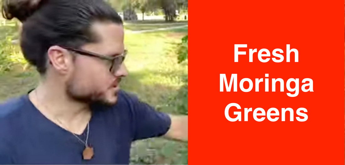 Fresh Moringa Greens