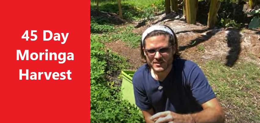 My First Moringa Harvest in 45 Days