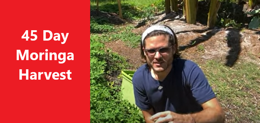 My First Moringa Harvest in 45 Days