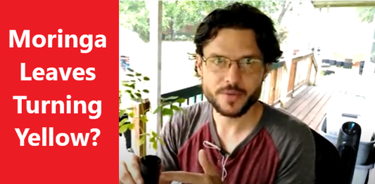 Why Are My Moringa Leaves Yellowing