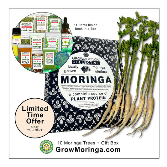 10 Moringa Trees + Gift Box | Variety Pack Sample Sizes