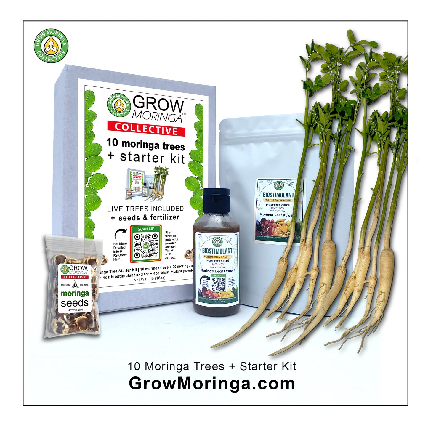 10 Moringa Trees + Starter Kit | Plant Food | Indoor & Outdoor Use | Increase Fruit & Veggie Yields