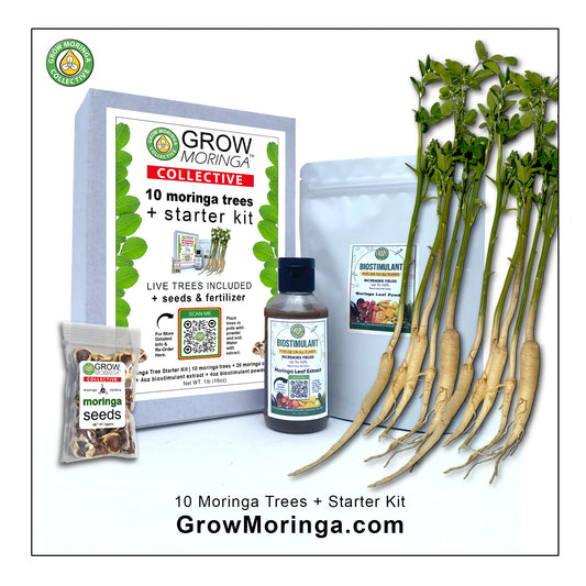 10 Moringa Trees + Starter Kit | Plant Food | Indoor & Outdoor Use | Increase Fruit & Veggie Yields