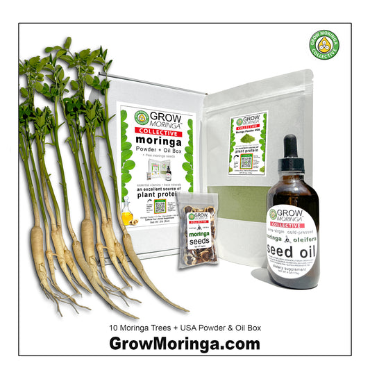 10 Moringa Trees + USA Powder & Oil Box | Free Moringa Seeds