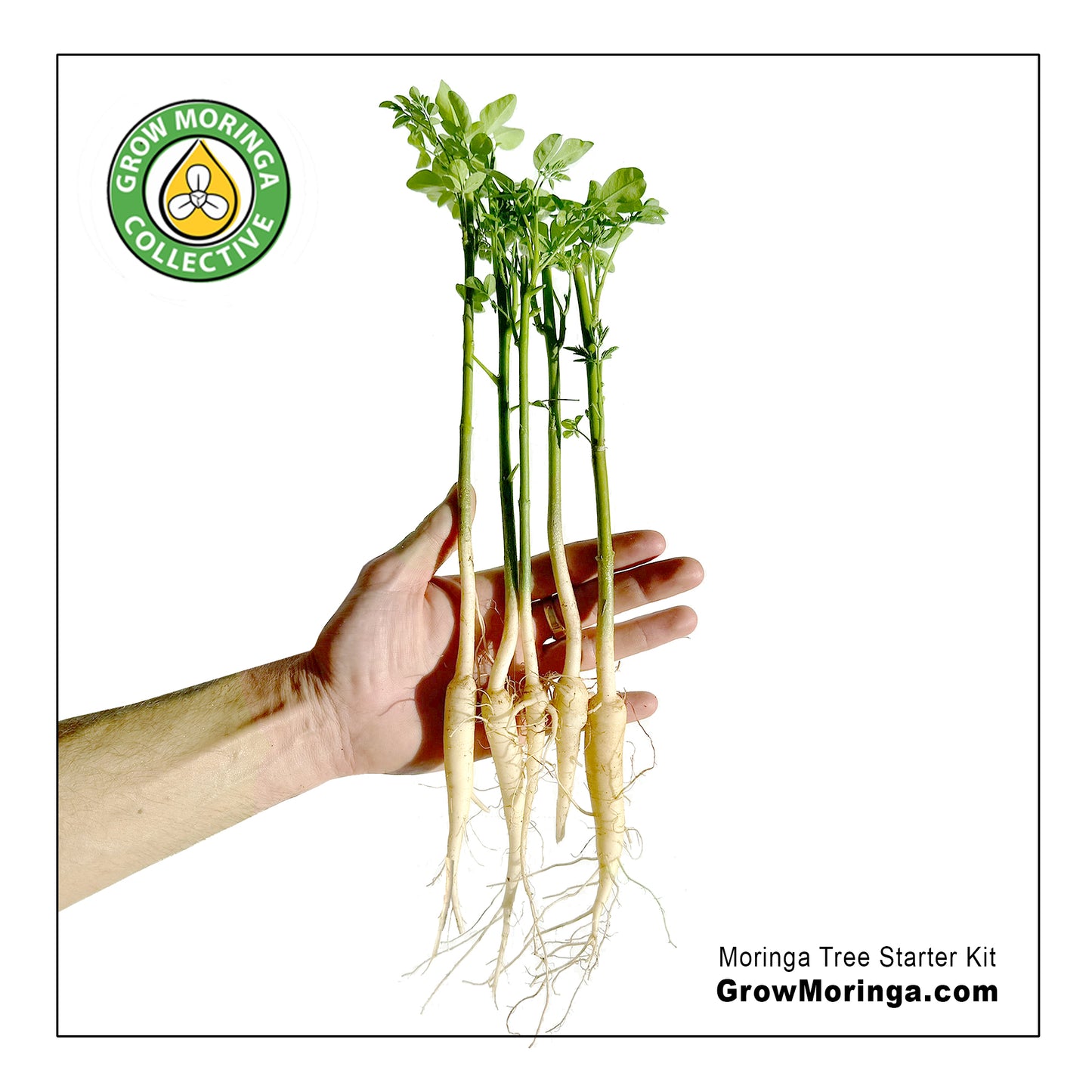 10 Moringa Trees + Starter Kit | Plant Food | Indoor & Outdoor Use | Increase Fruit & Veggie Yields