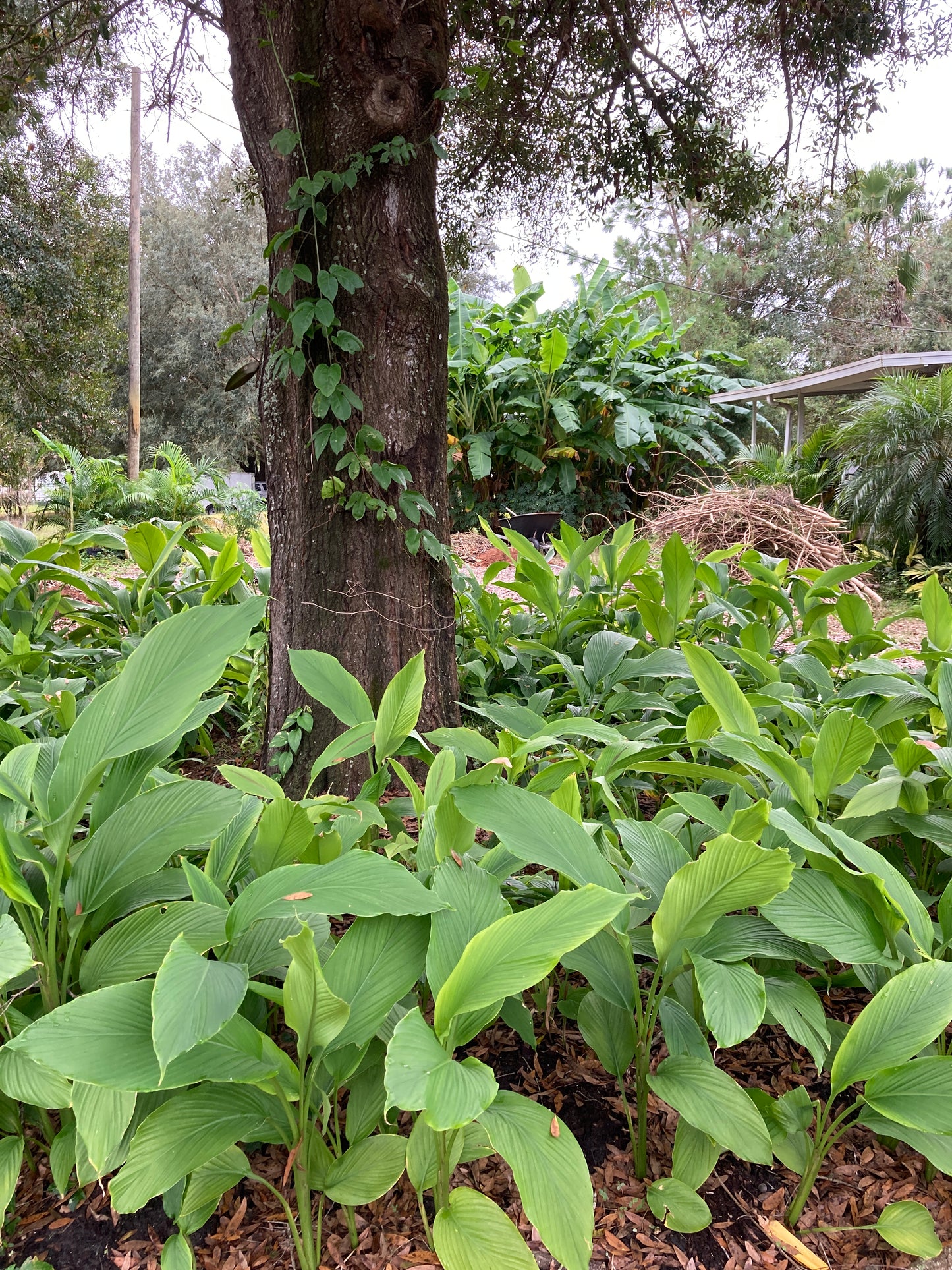 Turmeric Root | Fresh Picked | Orange Curcuma Longa