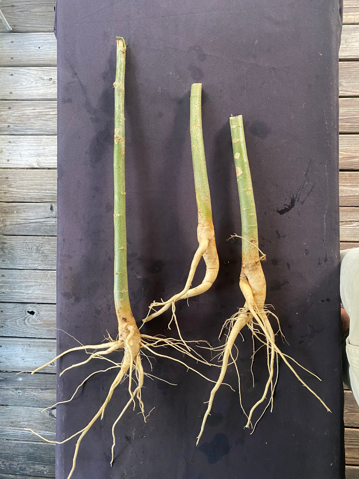 Big Moringa Trees USA | Bare Root