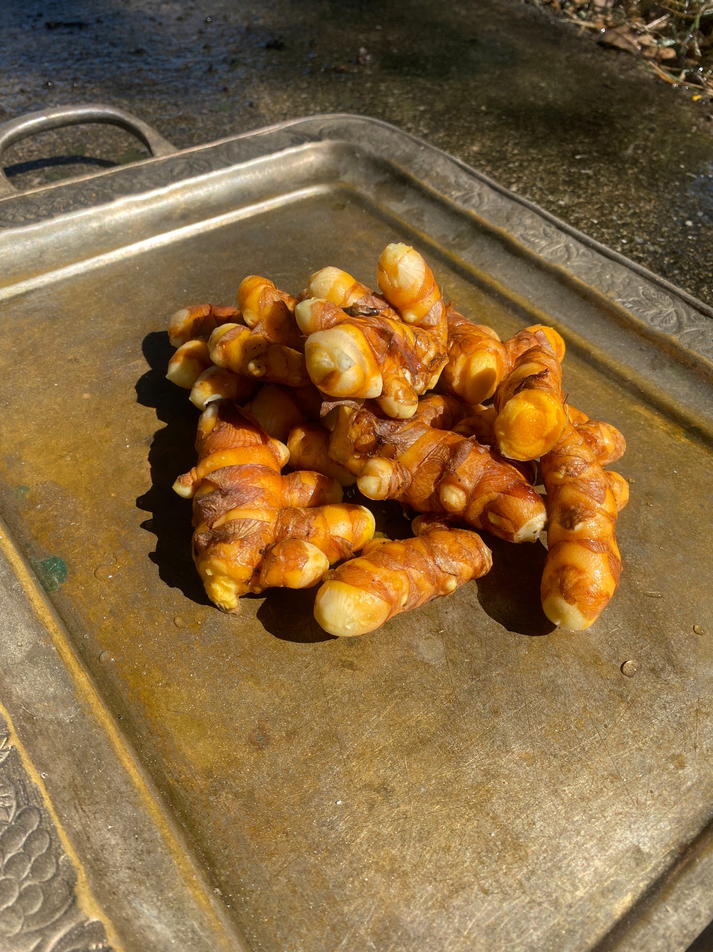 Turmeric Root | Fresh Picked | Orange Curcuma Longa