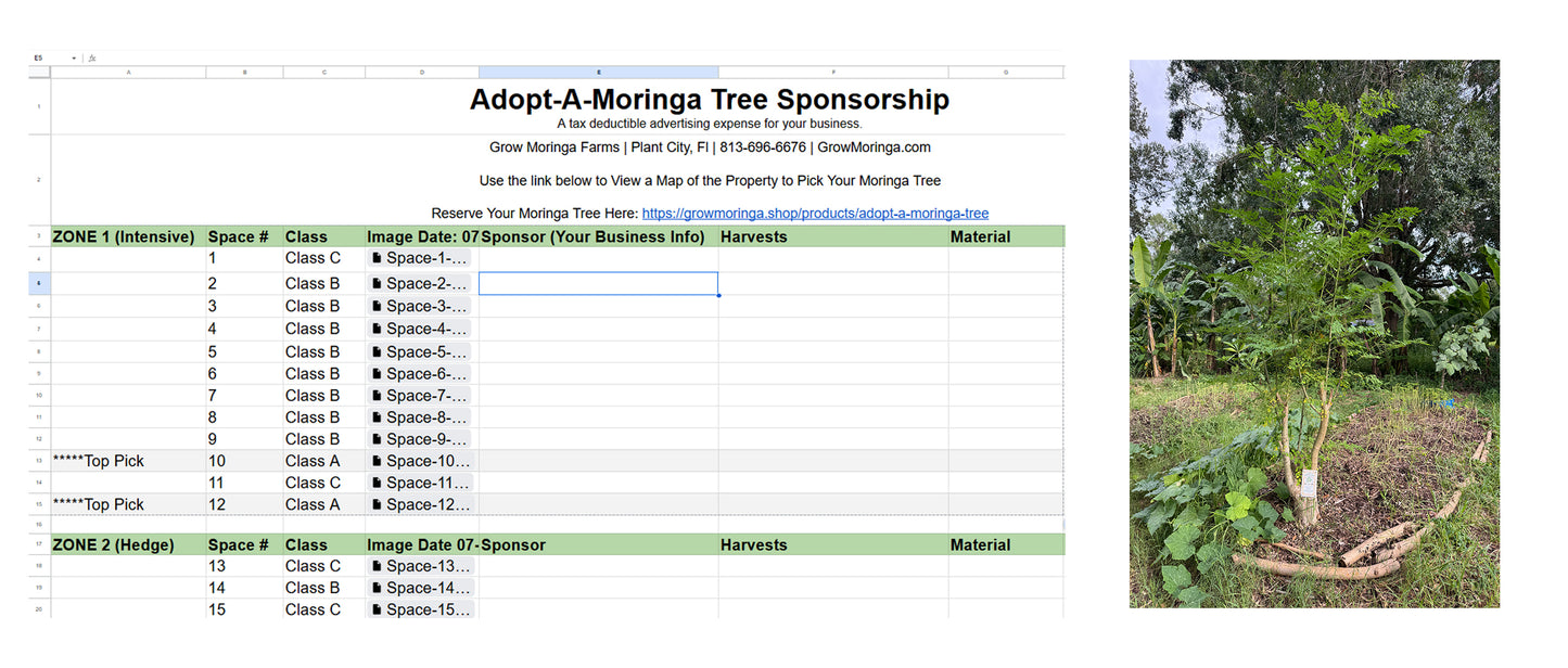 Adopt-a-Moringa Tree Sponsorship
