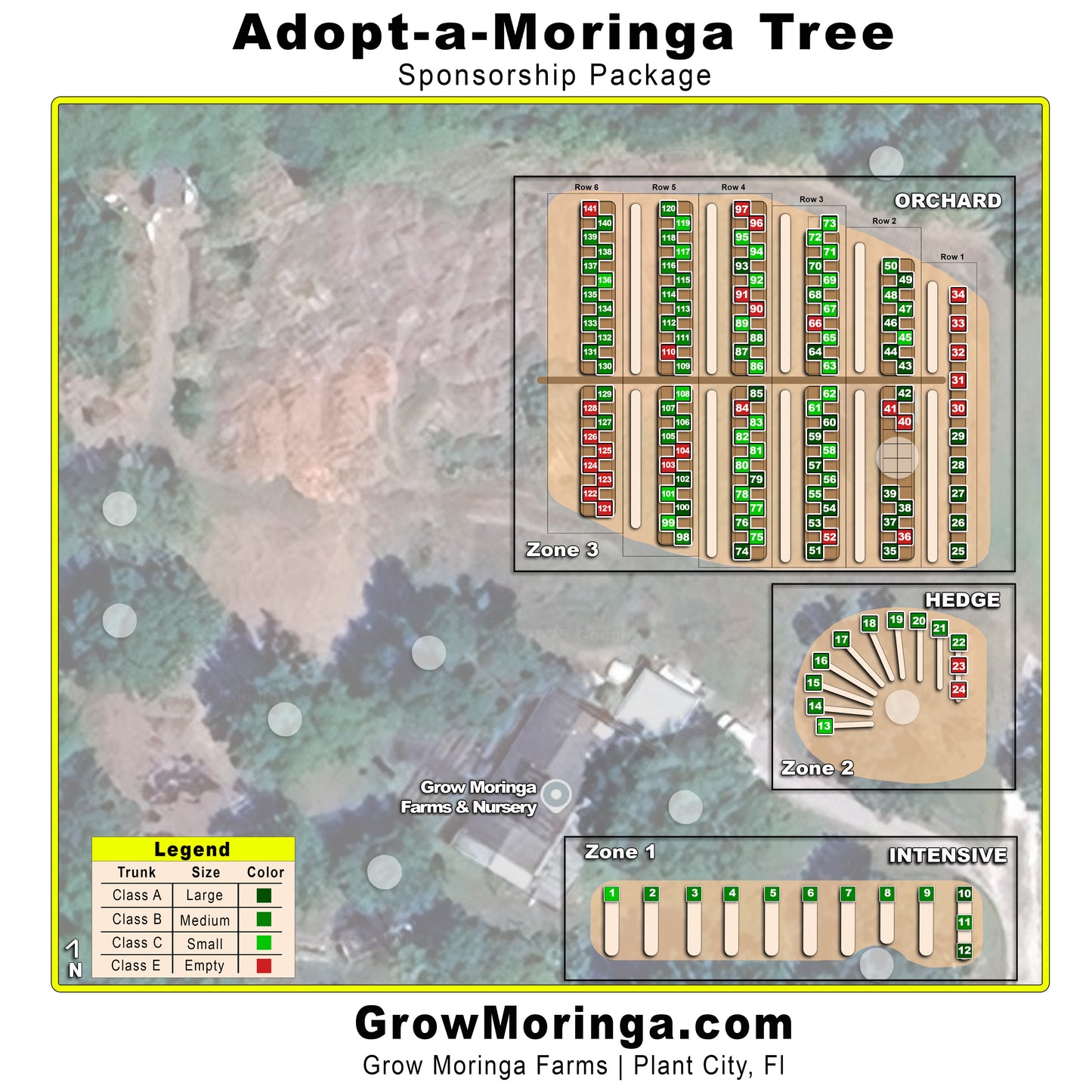Adopt-a-Moringa Tree Sponsorship