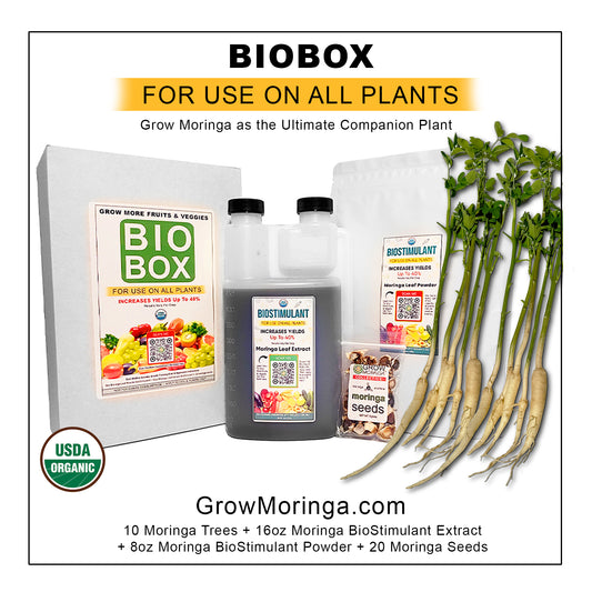 10 Moringa Trees + BioBox | Plant Food | Indoor & Outdoor Use | Increase Fruit & Veggie Yields