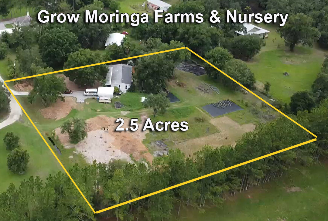 Adopt-a-Moringa Tree Sponsorship