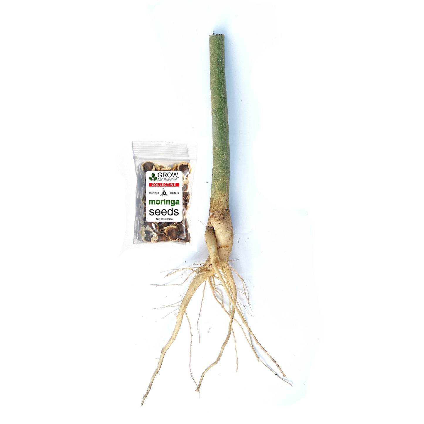 Big Moringa Trees USA | Bare Root