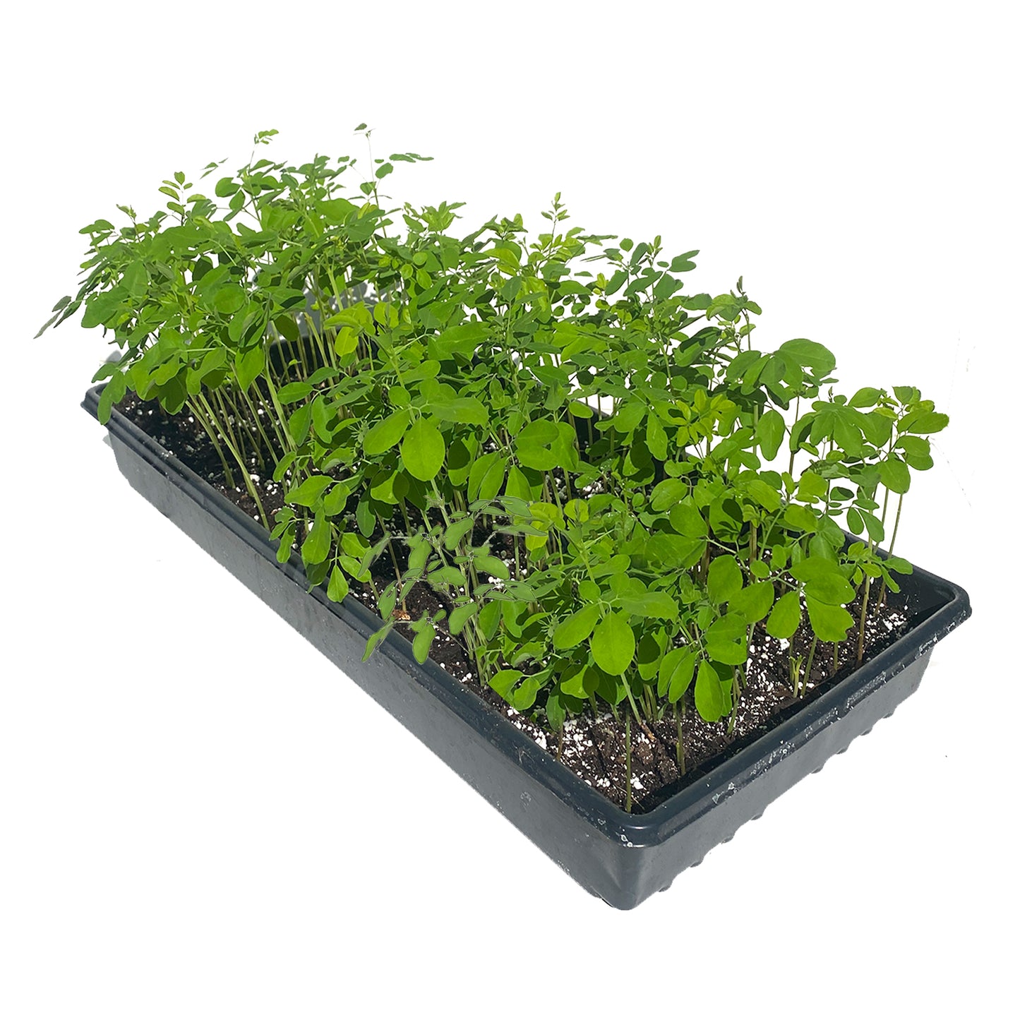 Moringa Microgreens Kit
