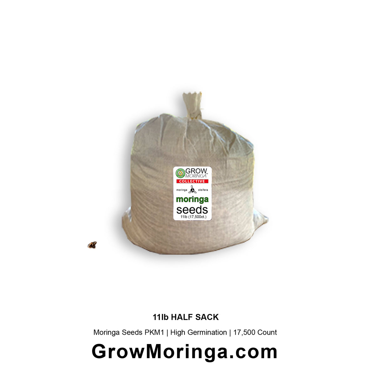 Moringa Seeds PKM1 | High Germination | 100 to 35,000 Count