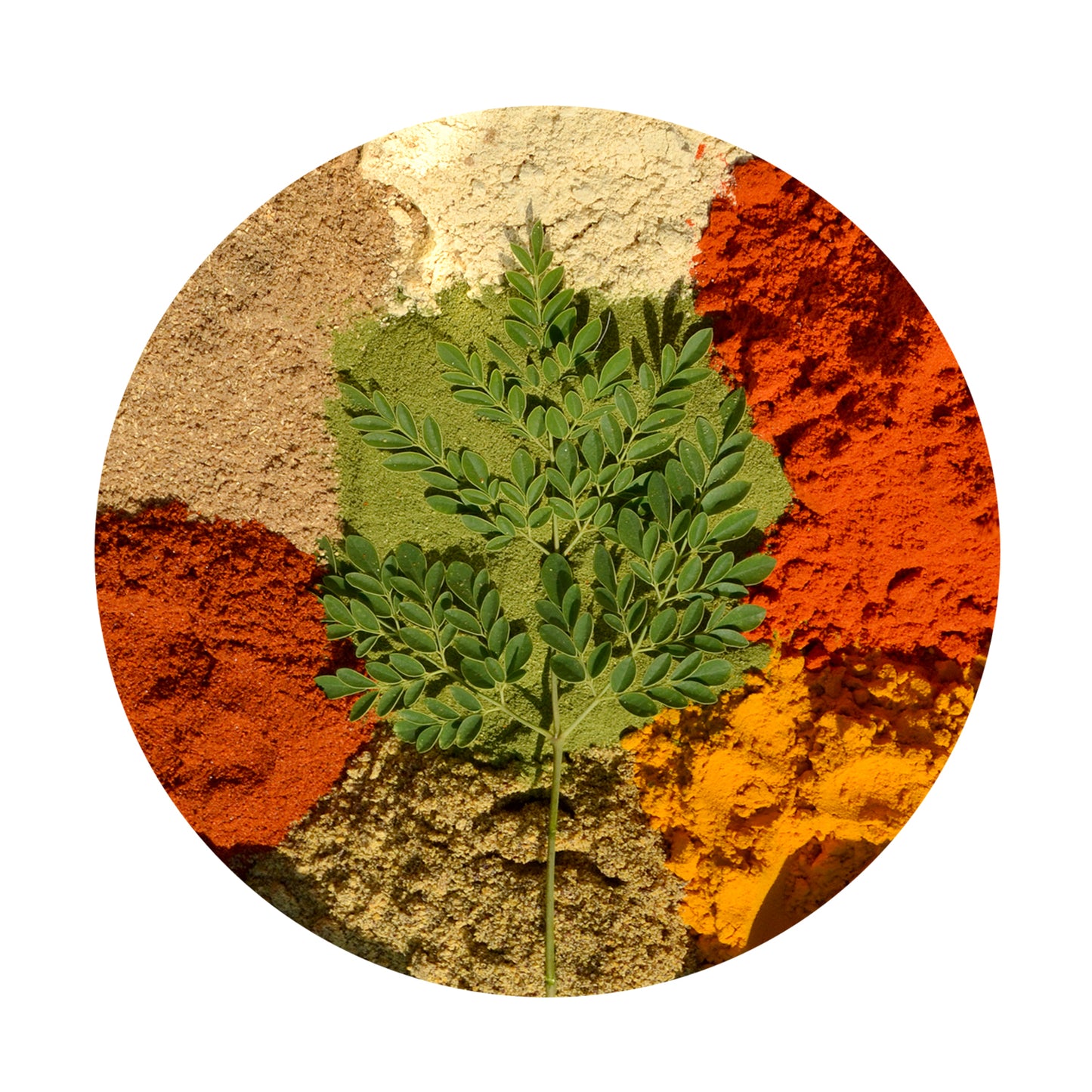 Free Moringa Sample Baggies