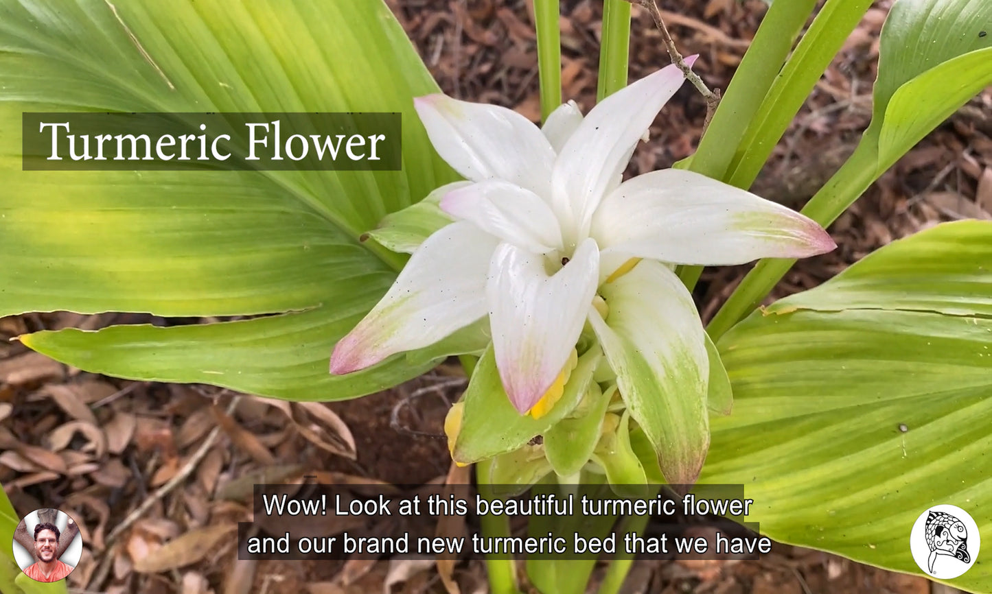 Turmeric Root | Fresh Picked | Orange Curcuma Longa