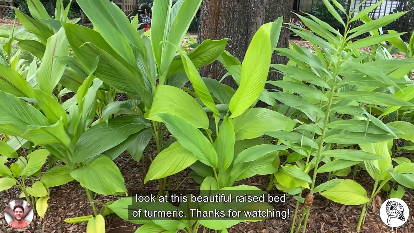 Turmeric Root | Fresh Picked | Orange Curcuma Longa