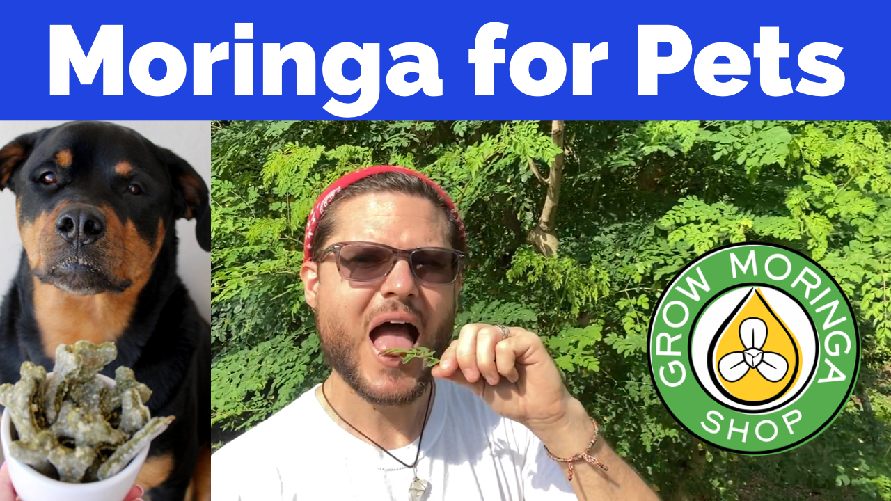 Moringa Animal Feed Supplements | Pellets | USDA Certified Organic