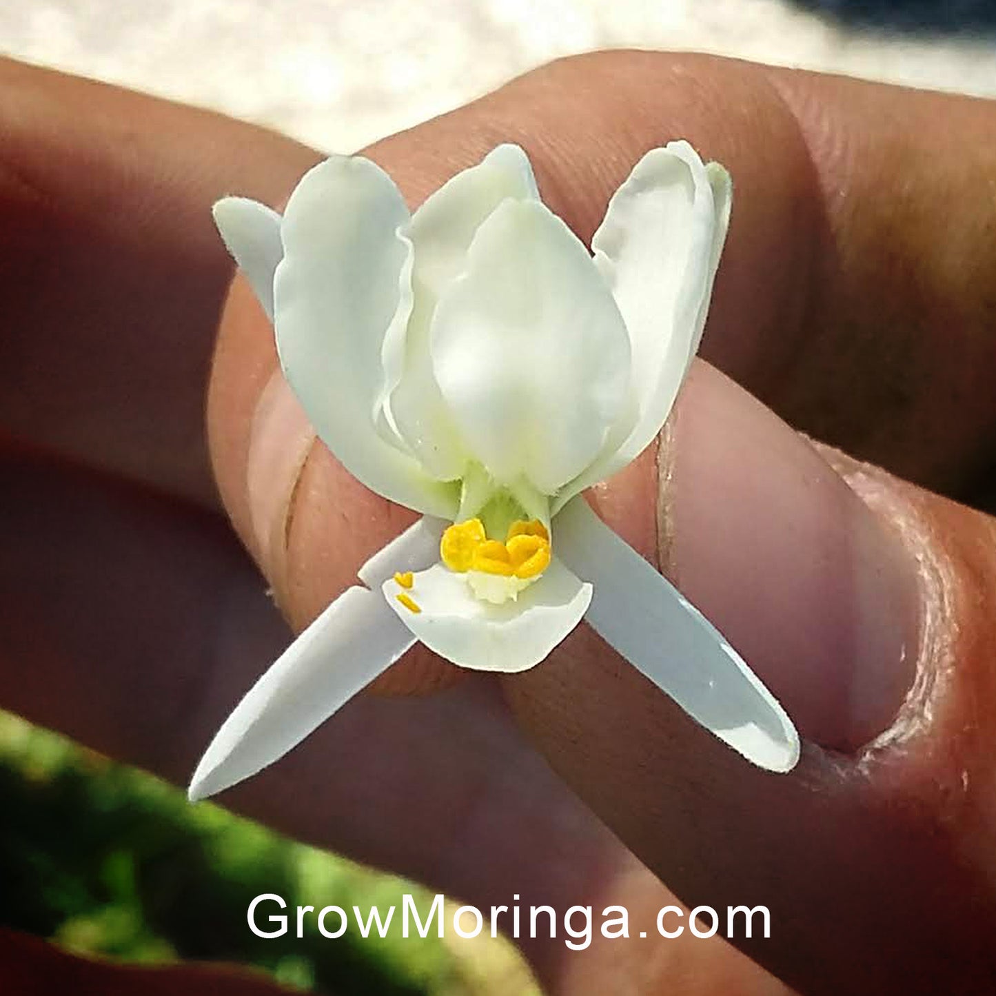 Moringa Flowers USA