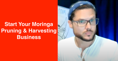 Start a Moringa Pruning and Harvesting Business