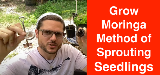 Grow Moringa Method of Sprouting Seedlingling