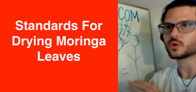 Standards For Drying Moringa Leaves