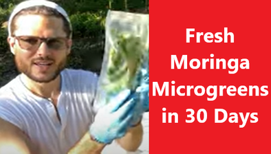 Fresh Moringa Microgreens in 30 Days