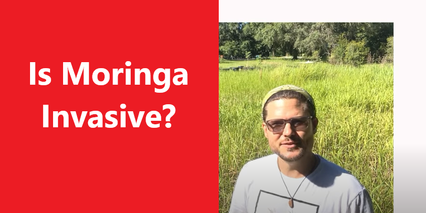 Is Moringa Invasive?