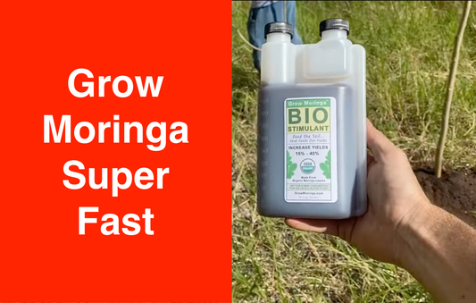 Grow Moringa Super Fast