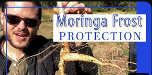 Moringa Frost Protection in Florida