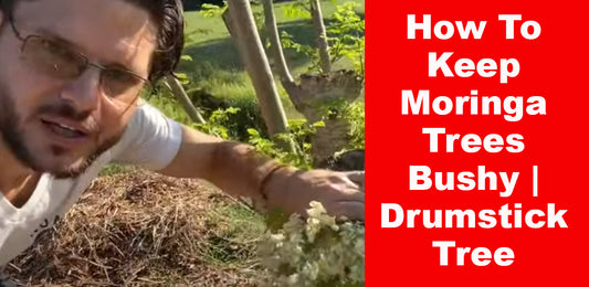 How To Keep Moringa Trees Bushy | Drumstick Tree