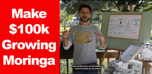 Make $100,000 Growing Moringa Trees