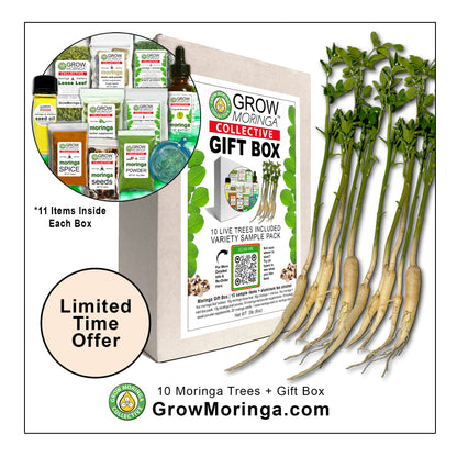10 Moringa Trees + Gift Box | Variety Pack Sample Sizes