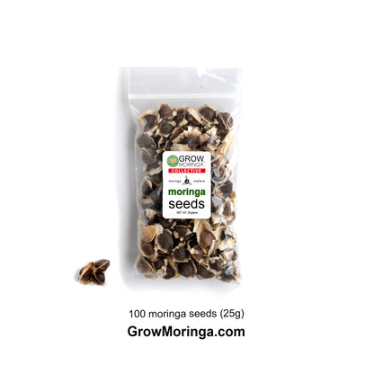 where to buy moringa seeds for planting Moringa Oleifera Seeds PKM1 High Germination Edible Superfood – Grow Moringa