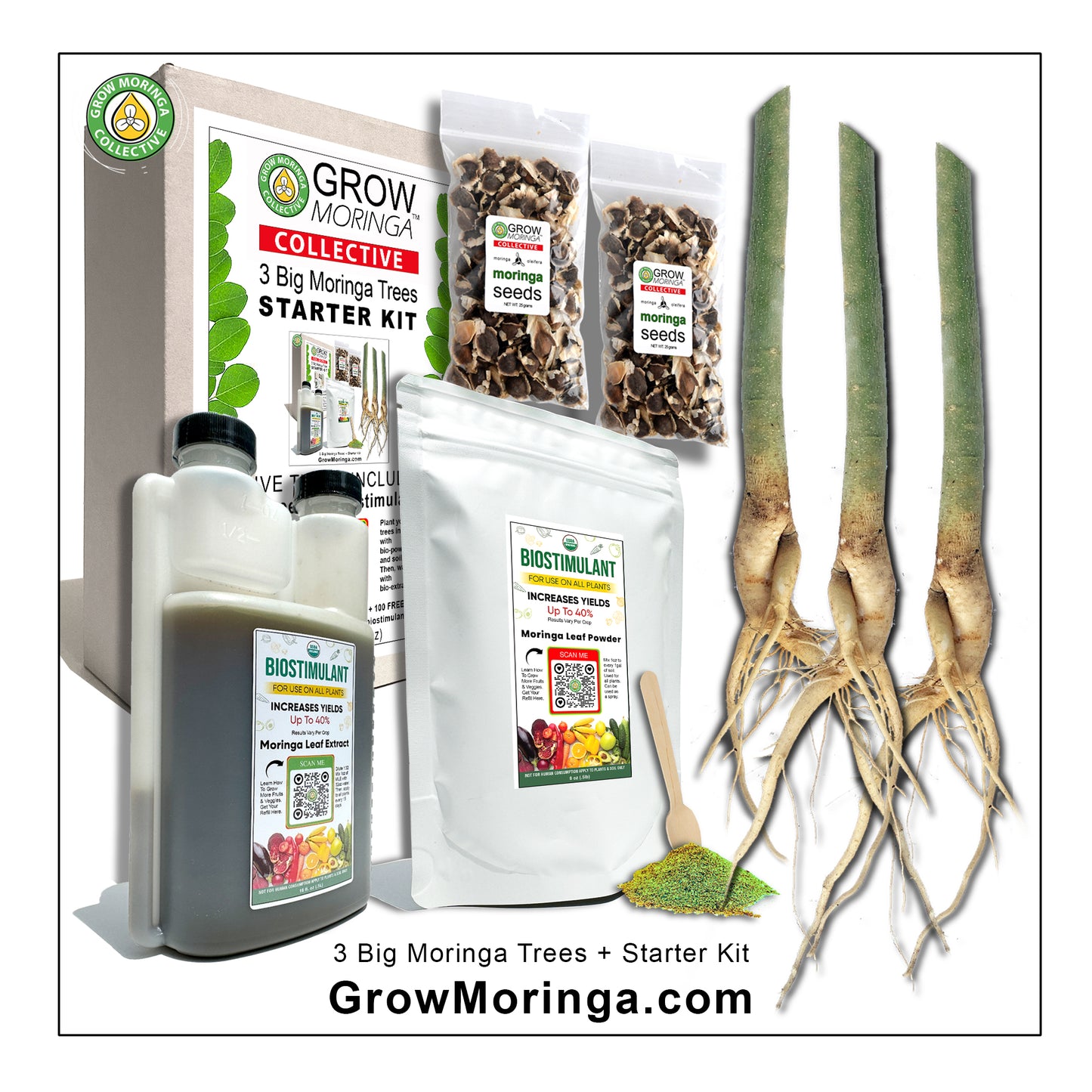 3 Big Moringa Trees + Starter Kit