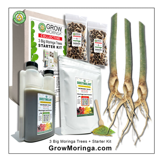 3 Big Moringa Trees + Starter Kit