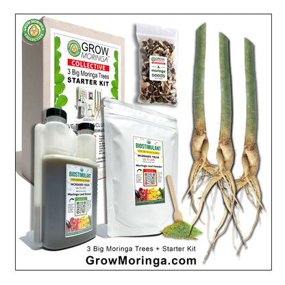 3 Big Moringa Trees + Starter Kit | Outdoor Food Forest
