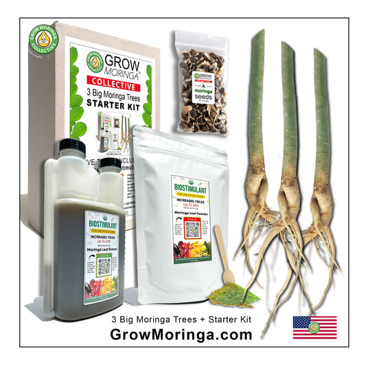 3 Big Moringa Trees + Starter Kit | Outdoor Food Forest