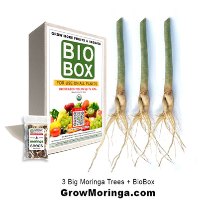 3 Big Moringa Trees + BioBox