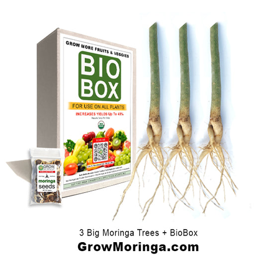 3 Big Moringa Trees + BioBox