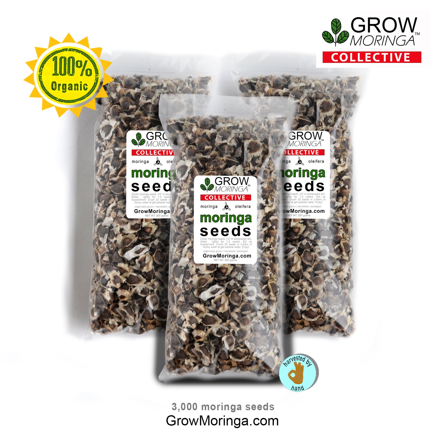moringa oleifera seeds for planting Moringa Oleifera Seeds PKM1 High Germination Edible Superfood