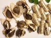 Moringa Seed Powder Supplements