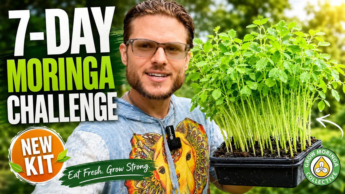 Load video: Moringa Seeds Sprouts in 7 Days Eat Like Kale