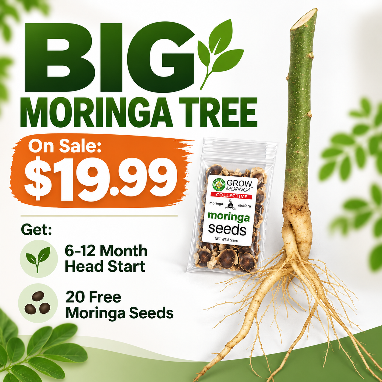 Big Moringa Trees | Bare Root | USA Grown | Free Moringa Seeds