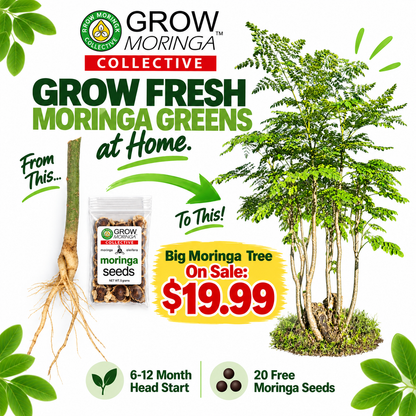 Big Moringa Trees | 6-12 Month Head Start