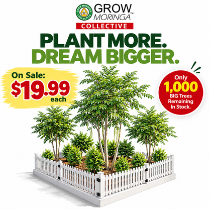 Big Moringa Trees | 6-12 Month Head Start