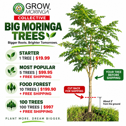 Big Moringa Trees | 6-12 Month Head Start